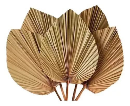 10 Piezas De Hojas De Palma Secas Forma De Corazón Tropical Beige