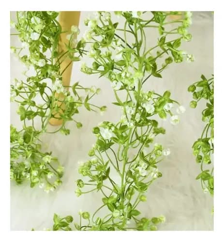 Enredaderas Ilusiones Gypsophila Paniculata 180mt Aliento Bb Morado