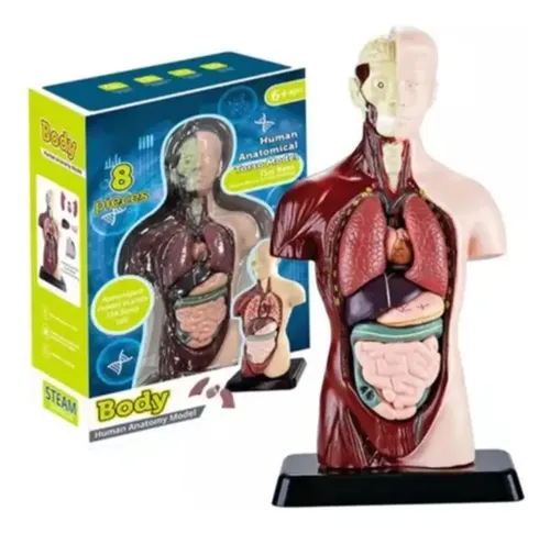 Modelo Anatómico Torso Humano Realista 24cms Piezas Móviles