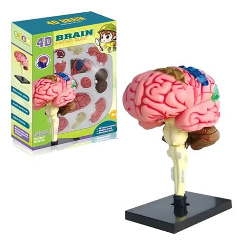 Modelo Cerebro Humano Extraíble Anatomía Cerebral