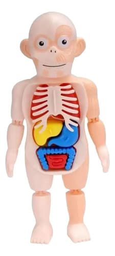 Modelo Cuerpo Humano Órganos Extraíbles 23cm