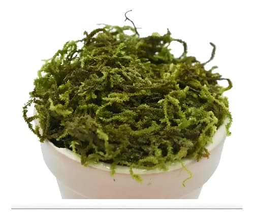 Pack 5 Musgo Artesanal Falso Musgo Verde, Artificial Plantas