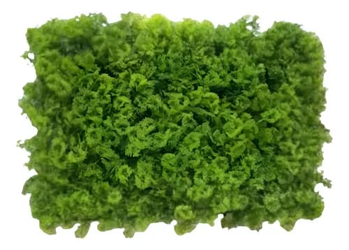 Palmeta Artificial 60x40 Cm Panel Decorativo Verde